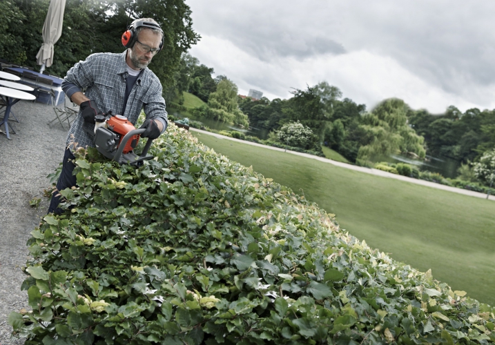 The professional’s guide to trimming hedges